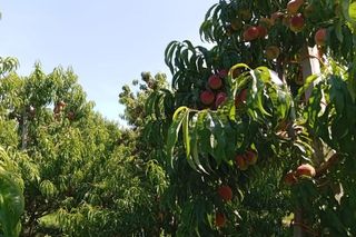 W tej części kraju brzoskwiniowy sad to rzadkość. Pan Jacek sprzedaje owoce z 400 drzewek. Ten sezon jest szalony