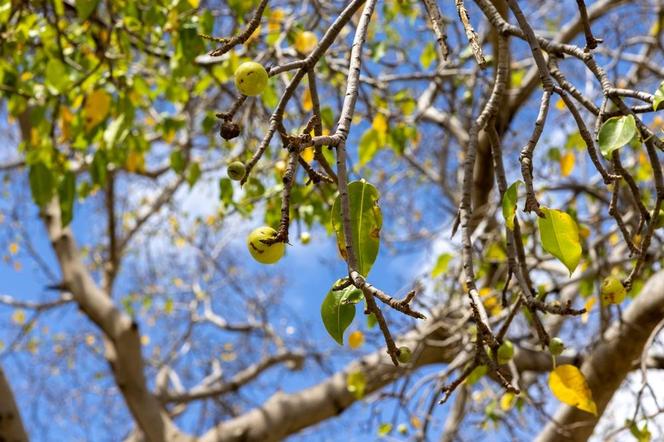  Niebezpieczne jabłka drzewa Manchineel. Manzanilla de la muerte czy trująca guava to tylko niektóre z mrocznych nazw tej rośliny