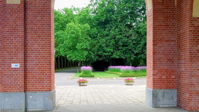 Tysiące wyjątkowych kwiatów ozdobiły największy cmentarz w Polsce