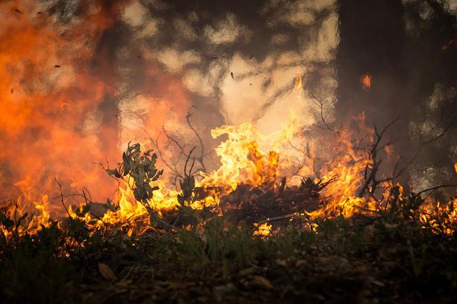 Wielki pożar lasu na Mazowszu