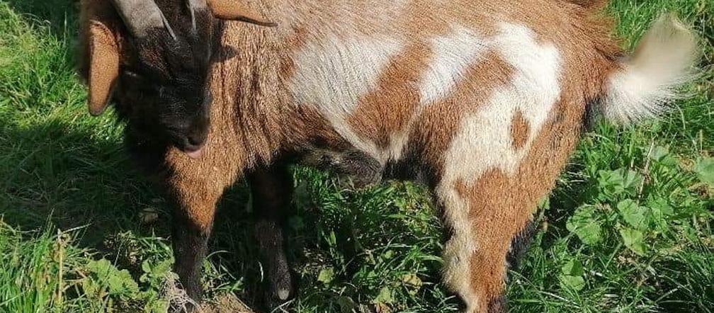 Kozioł z Oświęcimia szuka domu