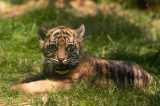 Tygrys sumatrzański we Wrocławskim Zoo