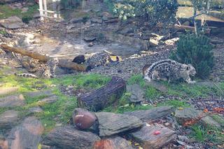 Młode pantery śnieżne - ogłoszenie imion