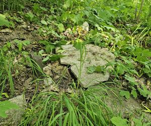 Było, zniknęło i... powróciło. Zobacz magiczne jezioro Track na obrzeżach Olsztyna [ZDJĘCIA]