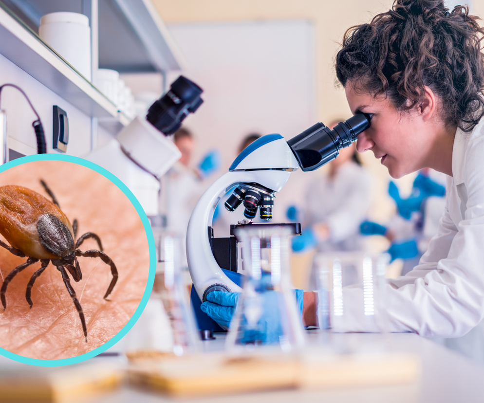 Nowy wirus u kleszczy po raz pierwszy w Europie. Rozprzestrzenia się bardzo szybko