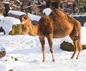 Zima w zoo we Wrocławiu. Zobacz, jak zwierzaki radzą sobie w chłodne dni 