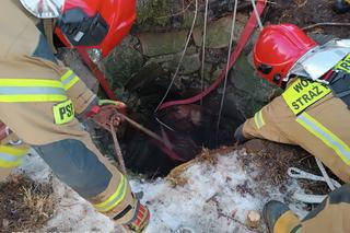 Klacz wpadła do studni. Strażacy uratowali wystraszone zwierzę