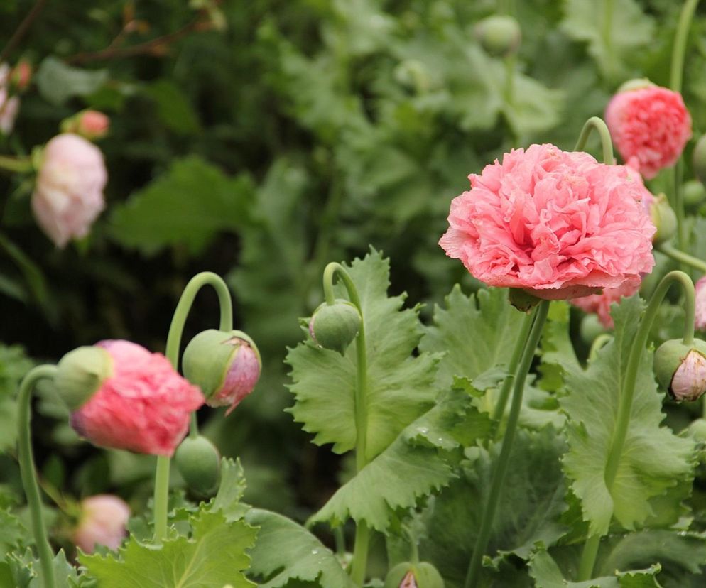 Lublin -  ogród dla Hospicjum Dobrego Samarytanina