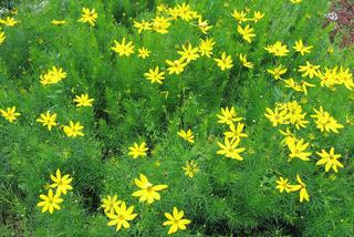Żółte kwiaty w letnim ogrodzie