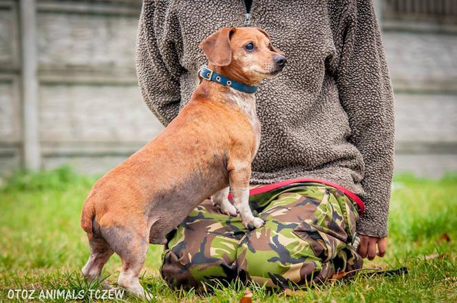Bercik - starszy jamnik szuka domu