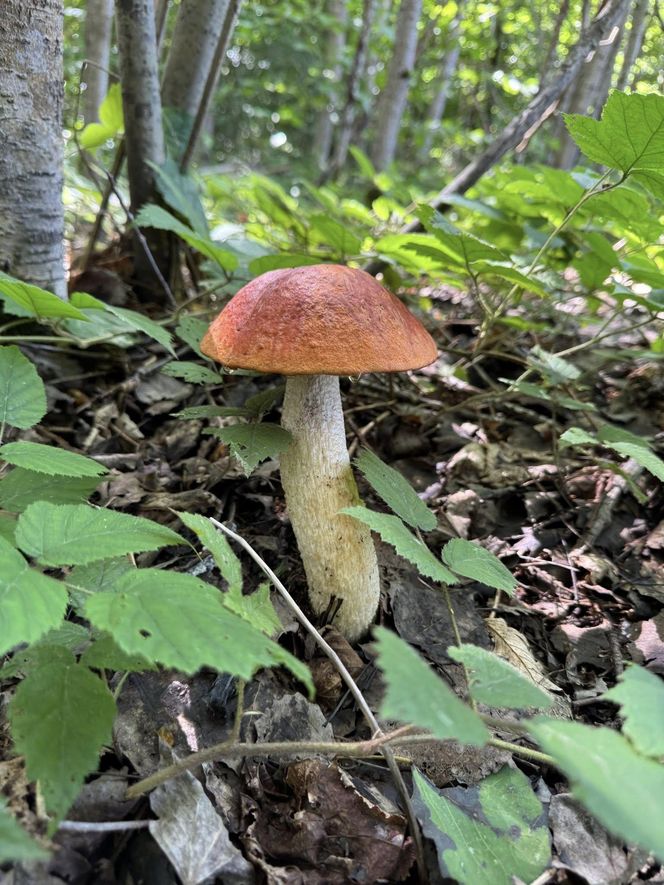 Letni wysyp grzybów na Podkarpaciu