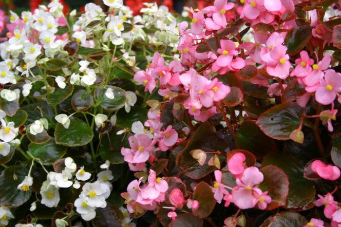 Begonia stale kwitnąca