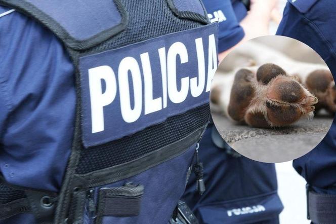 Śląskie: Policjant zabił psa na oczach dziewczynek. Został skazany i... przeszedł na emeryturę
