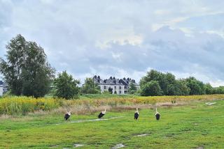 Rodzina bocianów na spacerze - warszawska Białołęka