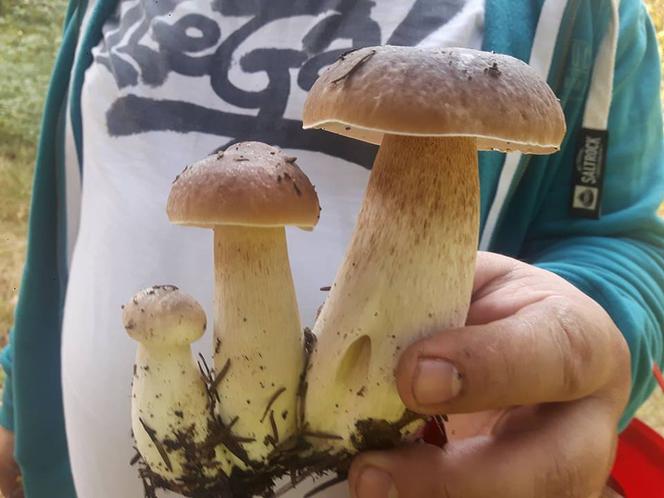 Grzybobranie na Podkarpaciu: Zdjęcia Czytelników