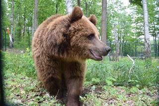 Niedźwiedzie uratowane z Ukrainy powoli przyzwyczajają się do pobytu w poznańskim Zoo