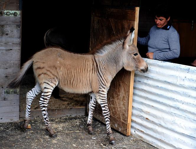 Zebroid