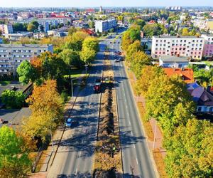 Aleja róż w centrum Ostrowa