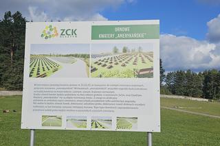 Tak wygląda „amerykański” cmentarz w Dywitach. Ile kosztuje miejsce?