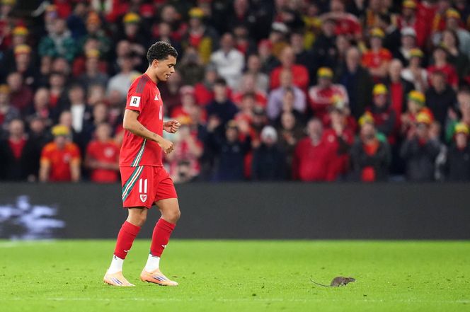 Courtois okiełznał szczura