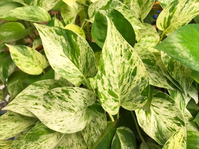 Epipremnum złociste