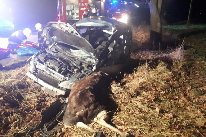 Łódzkie: Potężny ŁOŚ wbiegł wprost pod auto! Dramatyczne skutki zderzenia