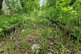 Torowisko tramwajowe na Babiej Wsi w Bydgoszczy zarośnięte chwastami. Tramwaje zniknęły stąd lata temu