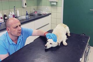 Pies z otwartą raną w lecznicy ADA w Przemyślu