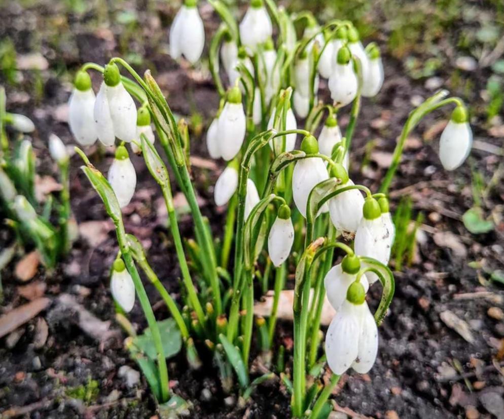 Wiosna we Wrocławiu. Piękne kwiaty w Ogrodzie Botanicznym 