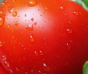 Tajemnice wnętrza pomidora. Oto, co odkryłem w ich miąższu!