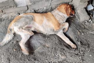 Makabryczne odkrycie pod Wrocławiem. Czy ktoś celowo otruł psy? 