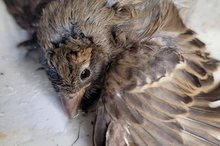 Pułapki, które zabijają zwierzęta. Ekostraż chce zakazu sprzedaży lepów