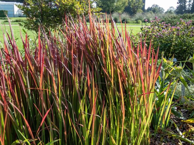 Imperata cylindryczna 'Red Baron'