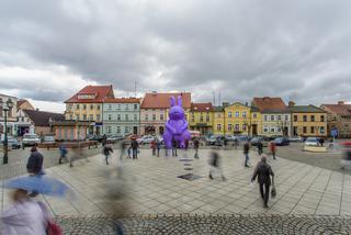 Zając Starego Browaru widziany w Grodzisku Wielkopolskim