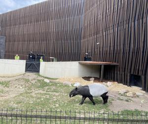 Tapir Willy nowym mieszkańcem Orientarium w Łodzi