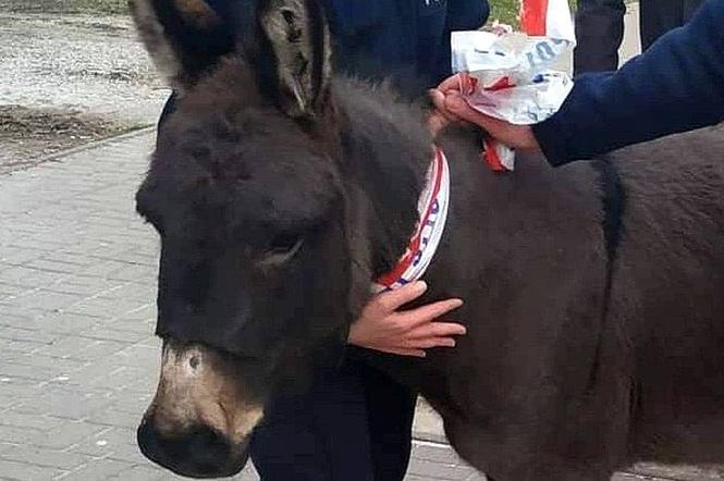 Lublin: Osiołki uciekły z szopki. Sprawę bada... prokuratura. Zaskakująca historia!