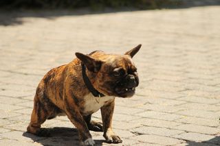 Pies pogryzł Franka. Policja znalazła właściciela