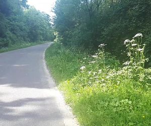 Kontakt z tą rośliną powoduje oparzenia i straszny ból. Ukrywa się wśród traw