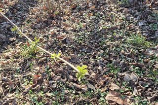 Pierwsze oznaki wiosny w Olsztynie. W mieście są już pąki na drzewach