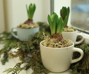 Pędzenie hiacyntów