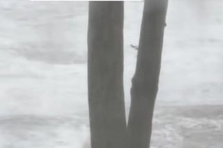 Aleksandra Żebrowska