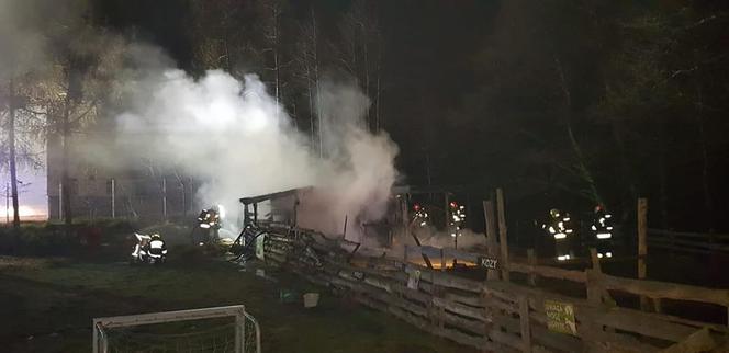 SZOK! Ktoś podpalił zagrodę? Wszystkie zwierzęta spłonęły żywcem