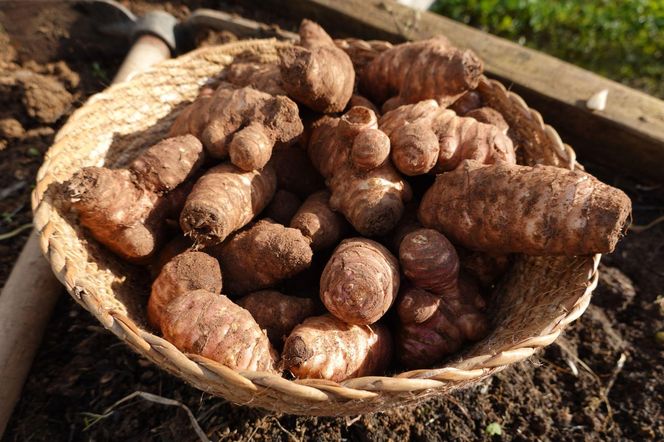 Topinambur – superfood z dawnych lat. Dlaczego słonecznik bulwiasty podbija serca mistrzów kuchni i miłośników zdrowego jedzenia