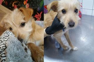 Wrzuciła Daisy do kontenera na ubrania! Jest wyrok dla sadystki z Rybnika