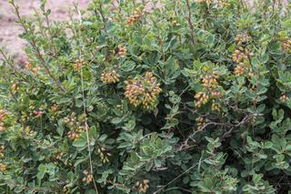 Berberys pospolity = berberys zwyczajny - Berberis vulgaris