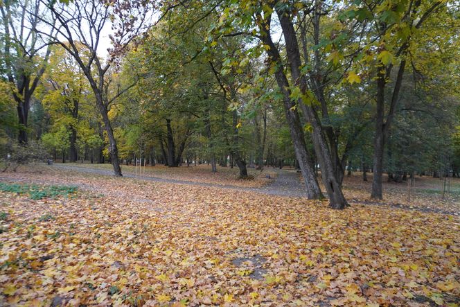 Park Lubomirskich w Białymstoku jesienią 