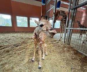 Żyrafa Lilo urodzona w chorzowskim zoo