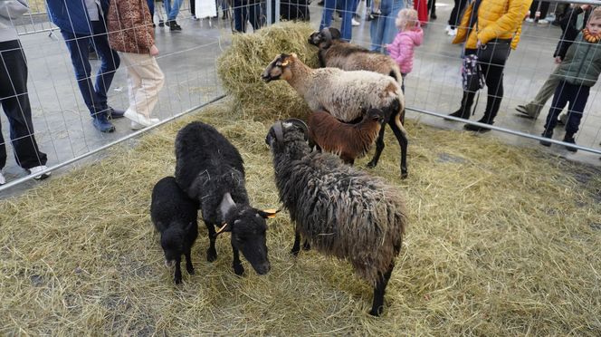 ZOOPARK w Lublinie. „Postawiliśmy na polski las. Chcemy promować nasze zwierzątka”