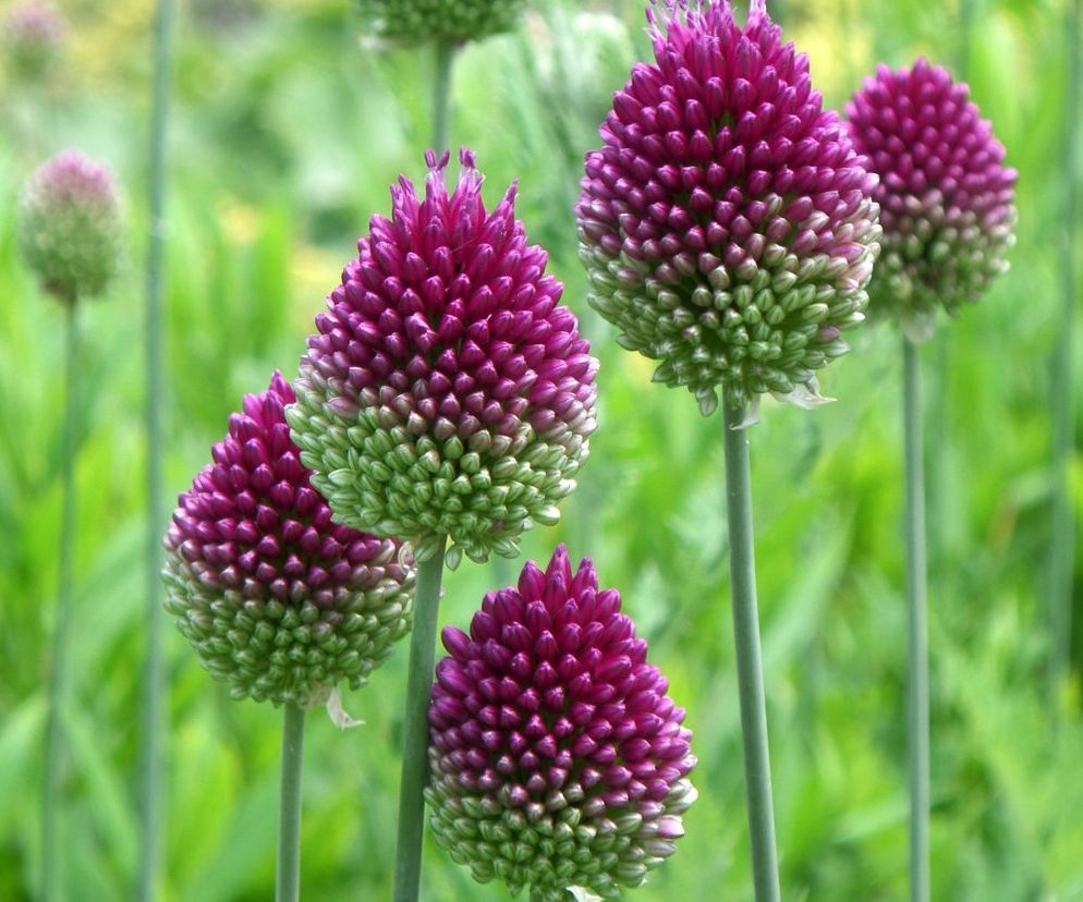 Czosnek główkowaty - Allium sphaerocephalon