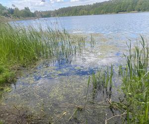 Moczarka nad jeziorem Długim - 2024